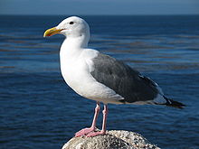 Gaviota en la costa californiana, donde la contaminación parece estar tras la homosexualidad de muchas aves