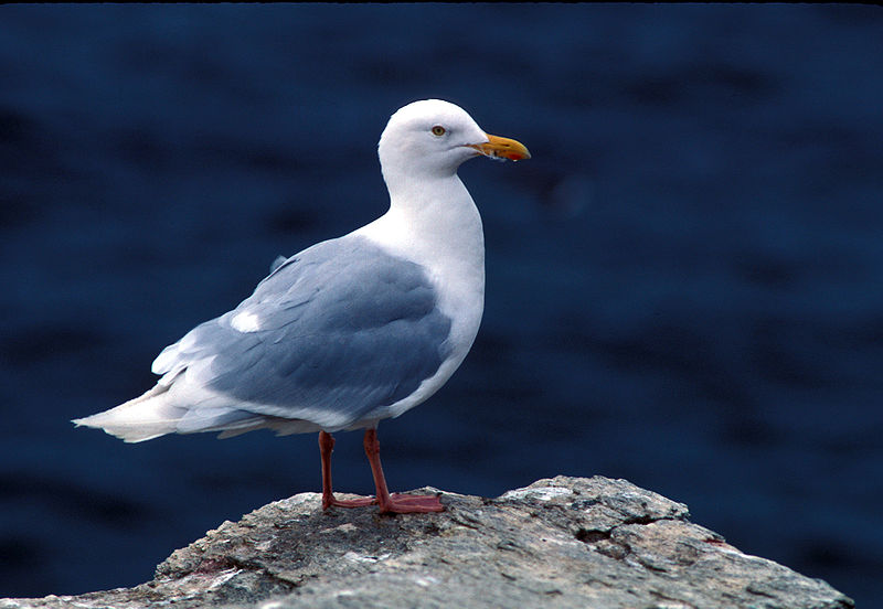 Gaviota hiperbórea