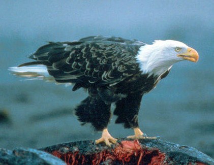 El águila calva fue víctima de los efectos de la contaminación química