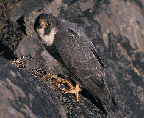 Las poblaciones de halcón peregrino de EE.UU. fueron muy castigadas por el DDT